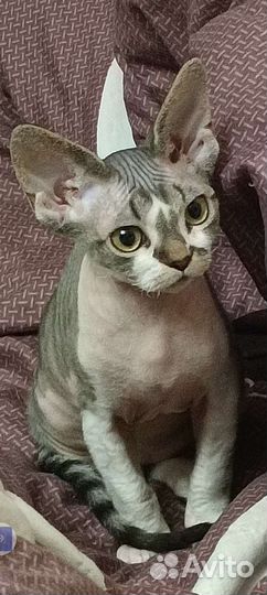 Котята девон-рекс девочка