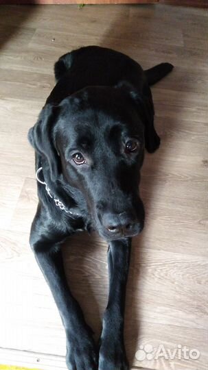 Щенята лабрадора в добрые руки