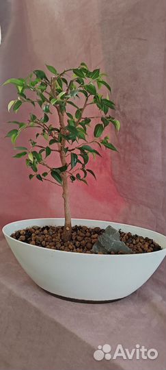 Бонсай. Фикус бенджамина