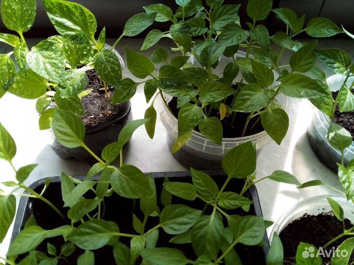 Рассада перца