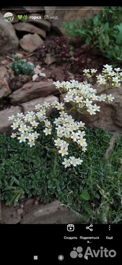 Растения на альпийскую горку семена