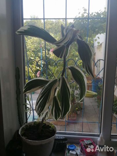 Костус вариегатный 2 года