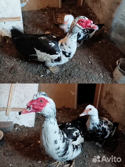 Селезень индоутки