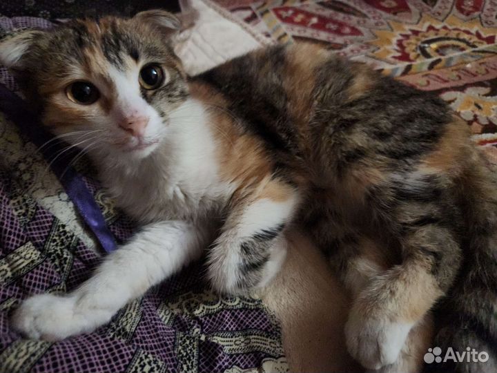 Кошка в дар