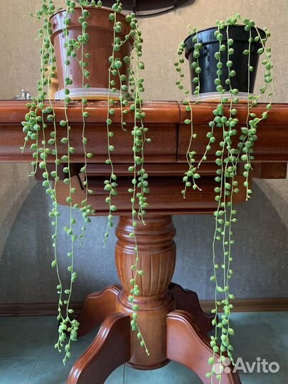 Крестовник роули