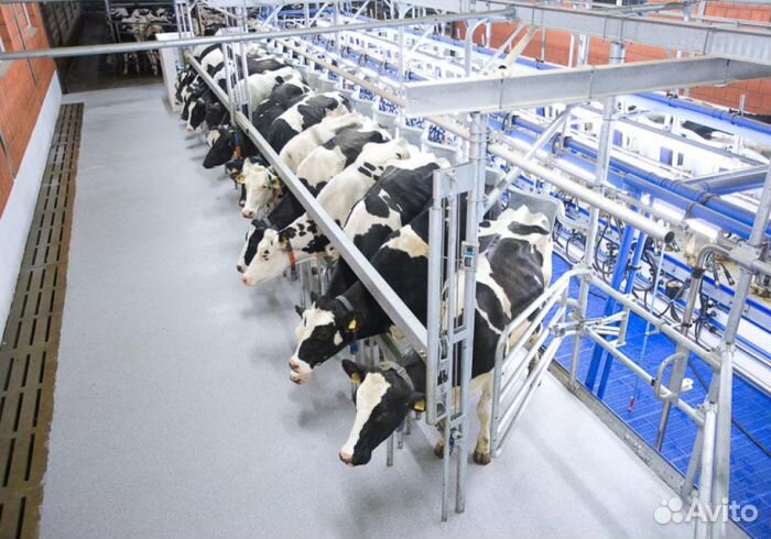 Доильный зал “Елочка”