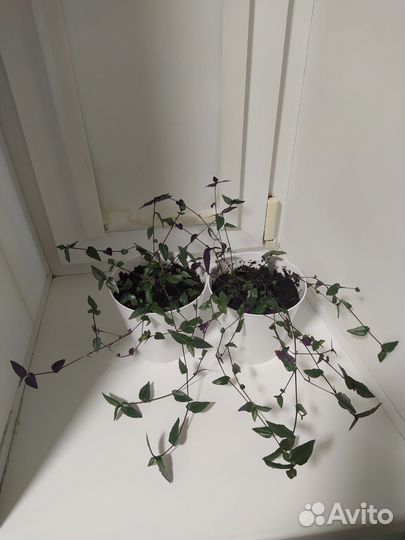 Традесканция Гибазис (Фата невесты)