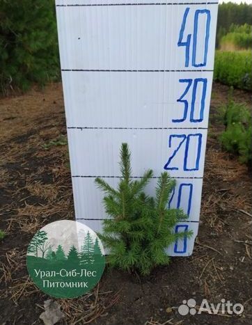 Зкс и окс Сосна Ель Лиственница сеянцы Голуб горн