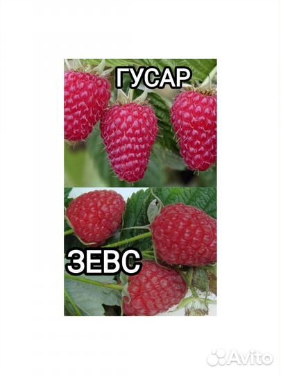 Саженцы малины