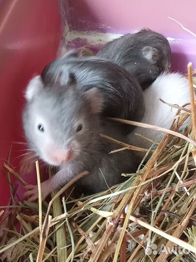 Серийские хомяки малыши