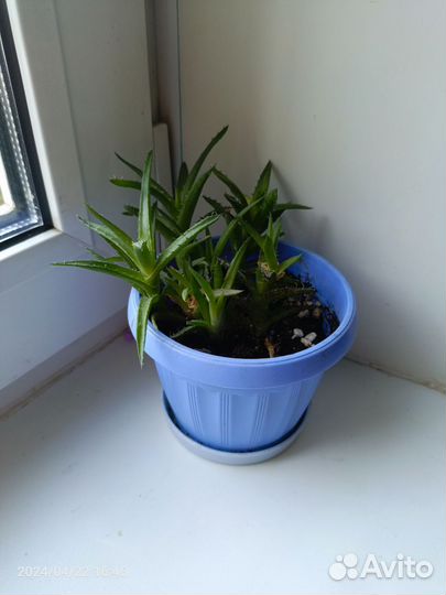 Суккуленты