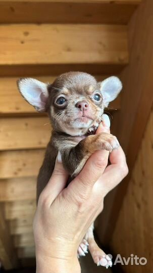 Самый красивый