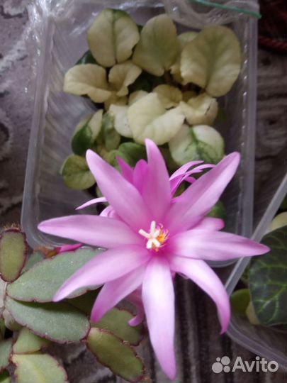 Сортовые декабристы