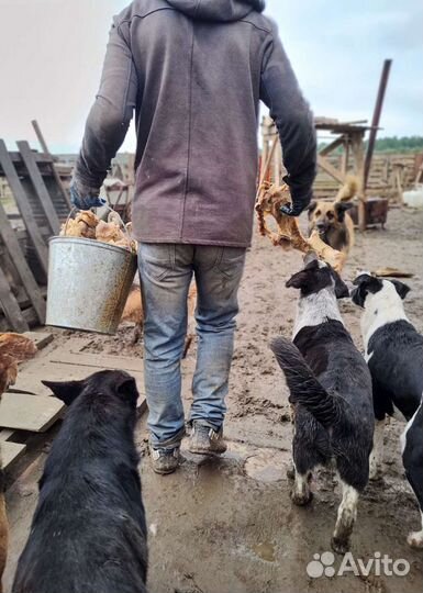 Работник в приют для собак