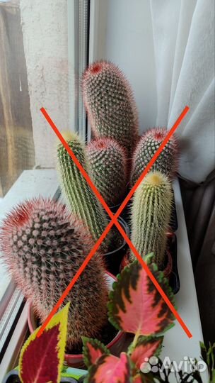 Кактусы, сансевиерии, каланхоэ, алоэ