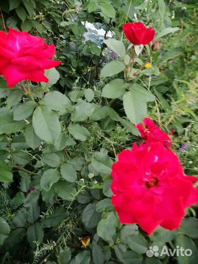 Декабрист шлюмбергера сортовые