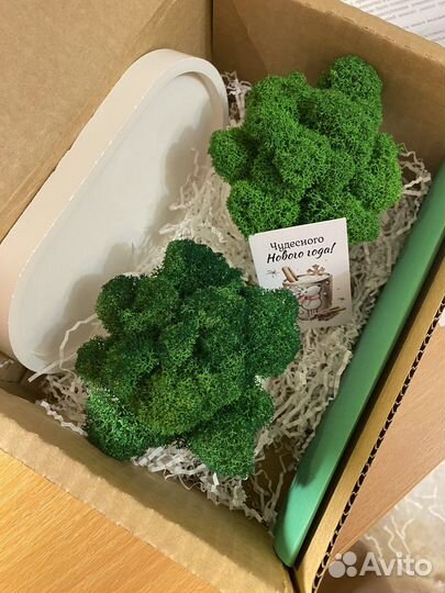 Кашпо с мхом (стабилизированный мох)