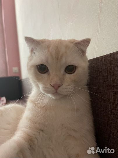 Шотланский кот