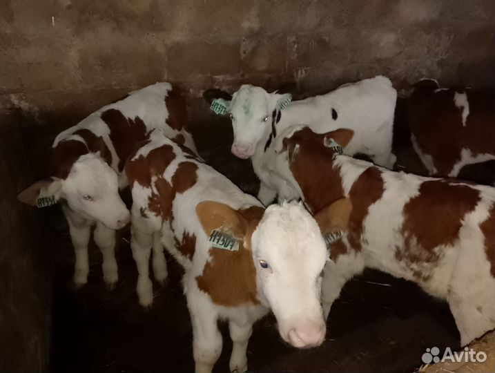 Бычки на откорм