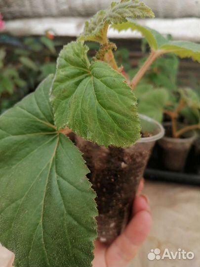 Бегония Шансон(красная)