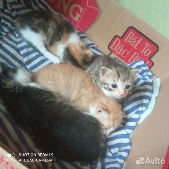 Котята в добрые руки