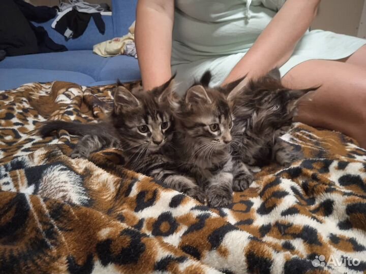 Котята мейн-кун