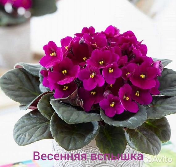 Сортовые фиалки