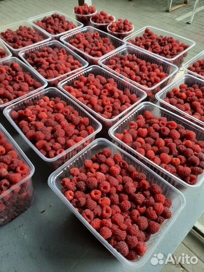 Малина ягоды