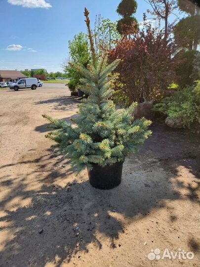 Ель голубая