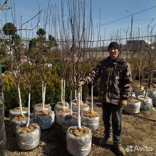 Плодовые деревья и саженцы