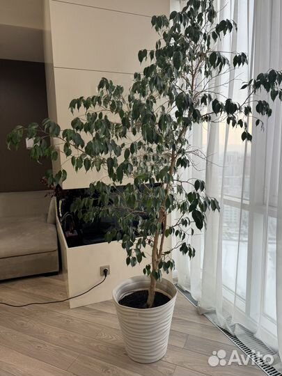 Фикус бенджамина большой