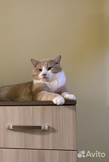 Кот в самые добрые руки