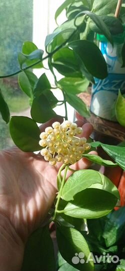 Хойя обскура, 150