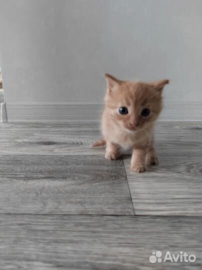Кошки бесплатно