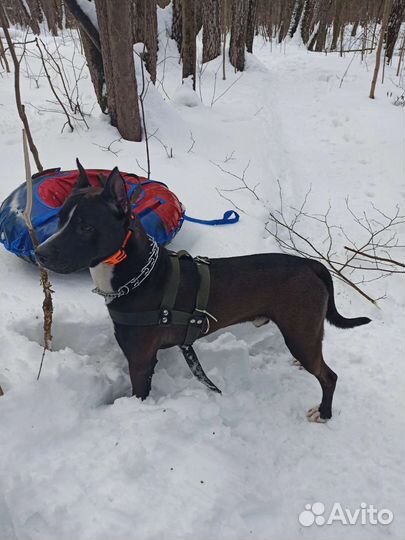 Питбуль вязка