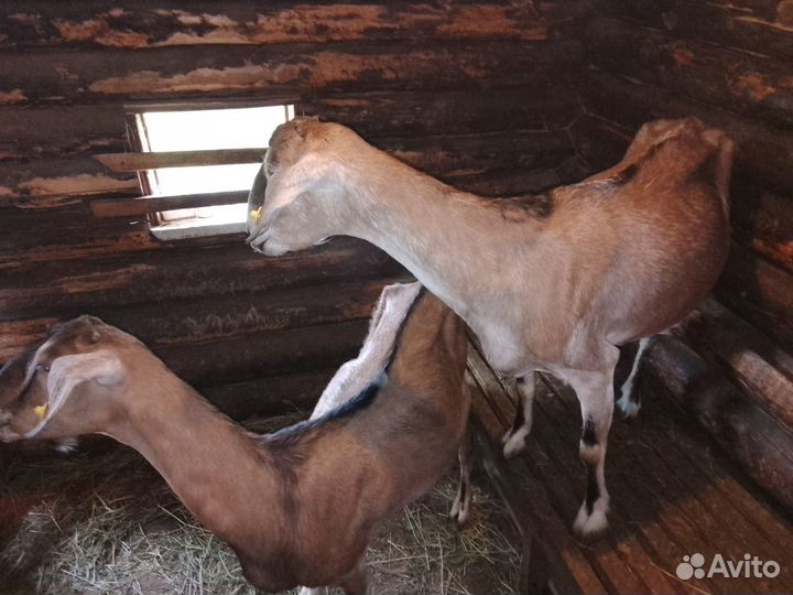 Козы дойные молочные