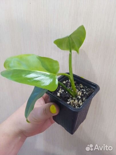 Филодендрон виолин вар/гитара вар