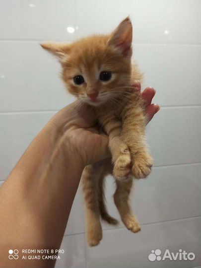 Котята рыженькие