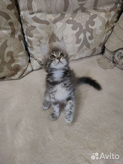 Котята Мейн-Кун