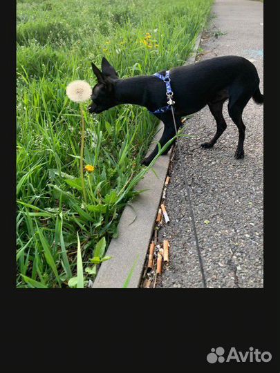 Вязка кобель той-терьер