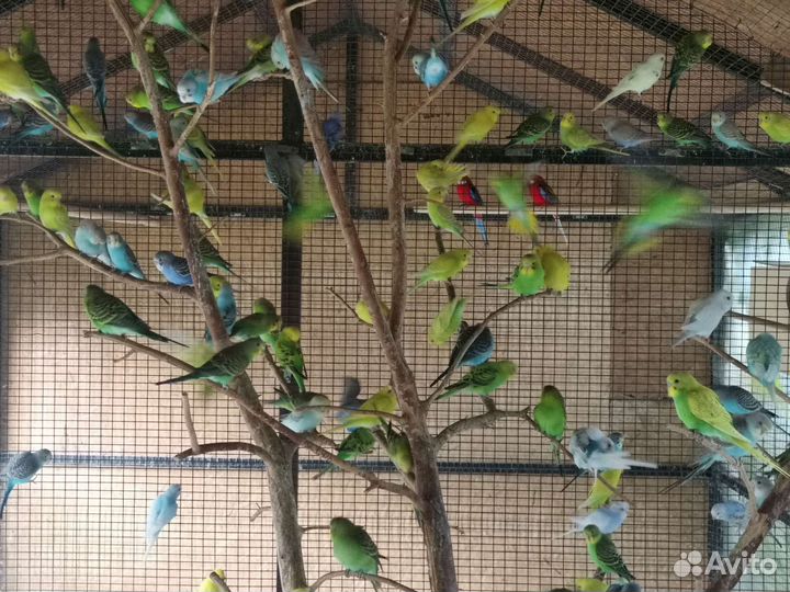 Волнистые попугаи молодняк