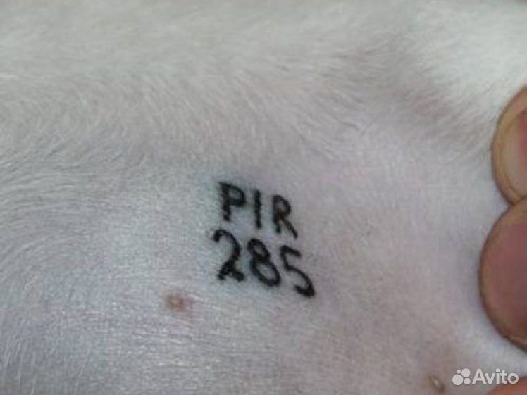 Клеймо у породистых собак. Клейма питомников. Клейма питомников. Клеймо маршак серебро. Клейма питомников.