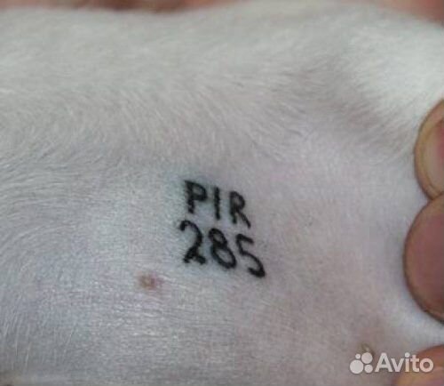 Клеймение собак