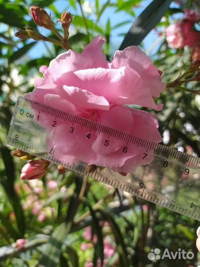 Олеандры растения