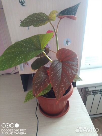 Комнатные цветы