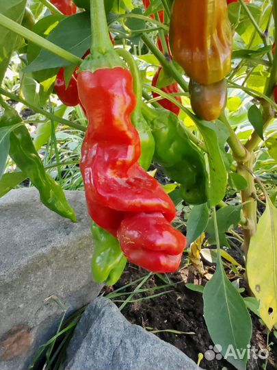 Рассада Горького перца