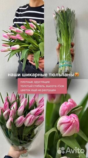 Тюльпаны премиум качество бело-розовый в наличии