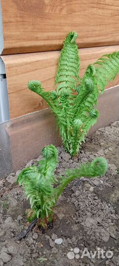 Папоротник 