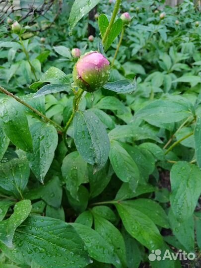 Пионы на срез