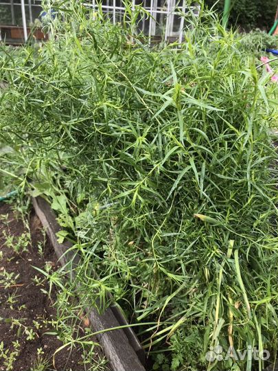 Эстрагон, мята, мелисса, душица, хрен, чабрец, зве